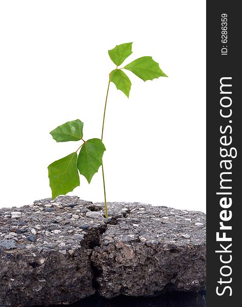 Growing green plant in asphalt isolated on a white background