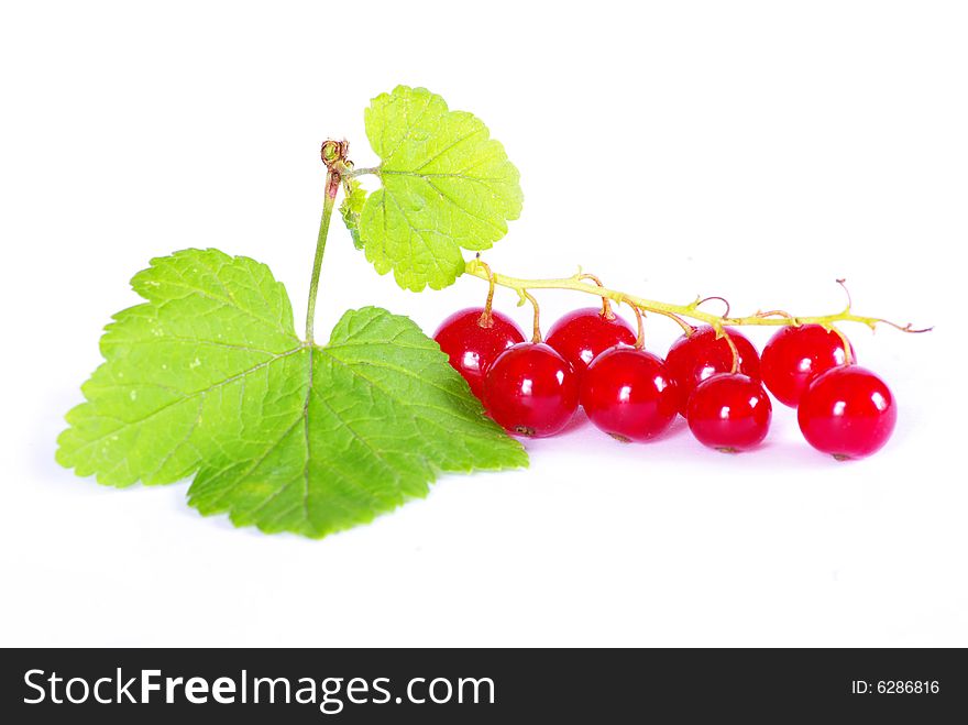 Red currant isolated on a white background