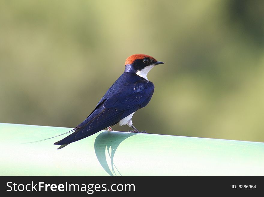 A Wiretailed swallow sitting on a bridge in the Kruger National Park, South Africa.