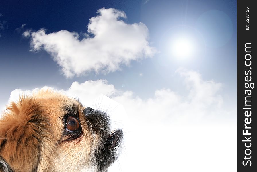 Dog surprised concept. Blue sky and sun on the background.