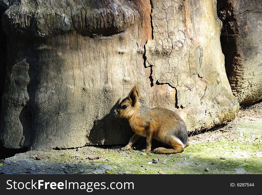 The Pampas of central and southern Argentina or Dolichotis patagonum have a hare head