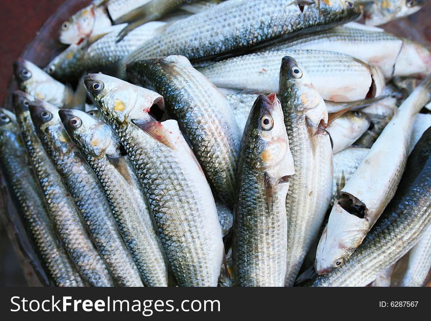 Much fresh fishes, grey mullet