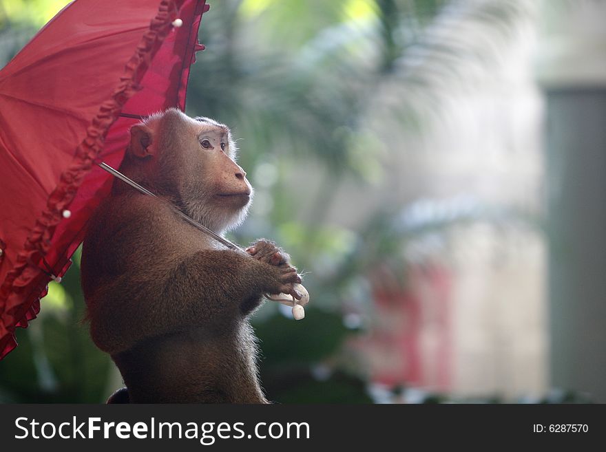 A smart monkey in a show at a zoo. A smart monkey in a show at a zoo