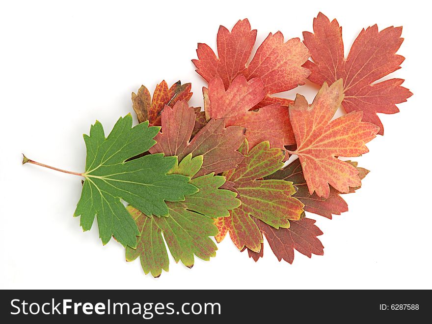 Maple Leaves
