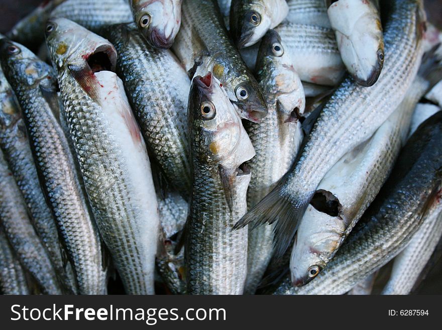 Much fresh fishes, grey mullet