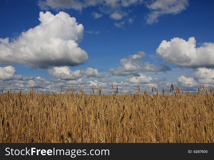 A wheat field against a blue sky.