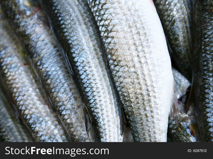 Much fresh fishes, grey mullet