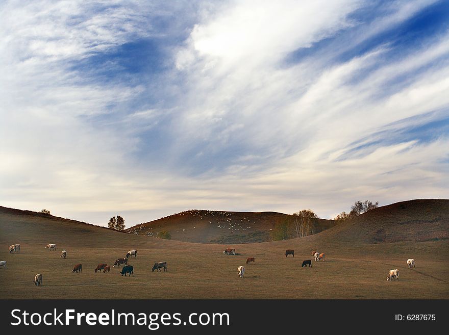 This is a rangeland in bashang