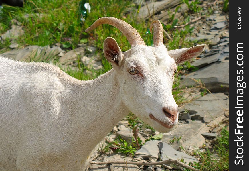 White goat