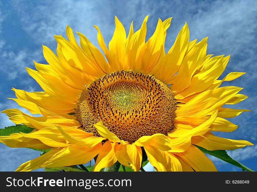 A Bright Sunflower shot against a deep blue summer sky. A Bright Sunflower shot against a deep blue summer sky