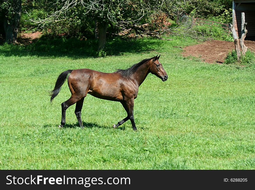 Brown horse walking in a green field