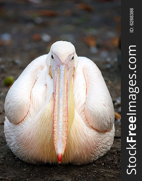 Photograph of the beautiful Pelican
