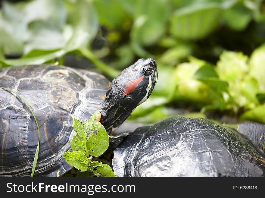 Photograph of the Big Tortoise