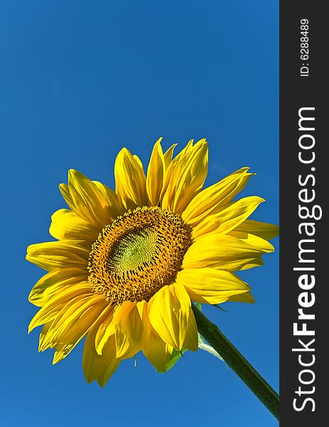 Fantastic Yellow Sunflower in sunny Summer Day. Fantastic Yellow Sunflower in sunny Summer Day