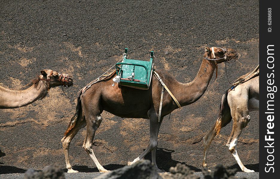 Camel in Timanfaya national park, Lanzarote island,Spain