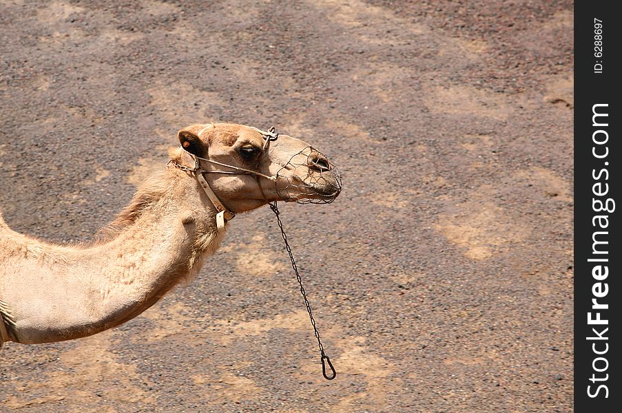 Camel in Timanfaya national park, Lanzarote island,Spain