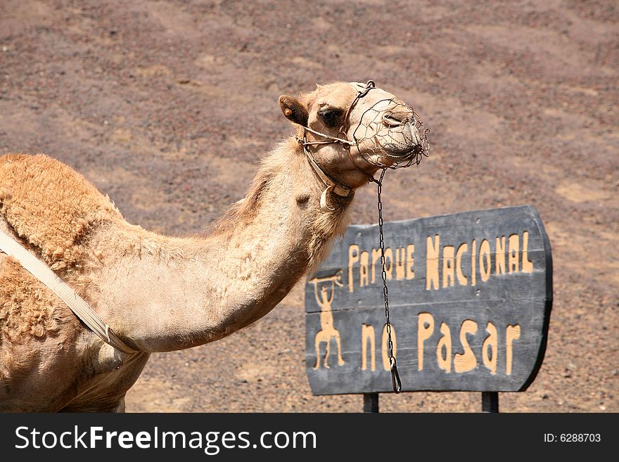 Camel in Timanfaya national park, Lanzarote island,Spain