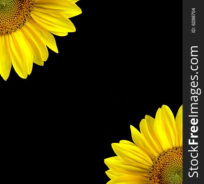Illustration image of sunflowers on black background intense