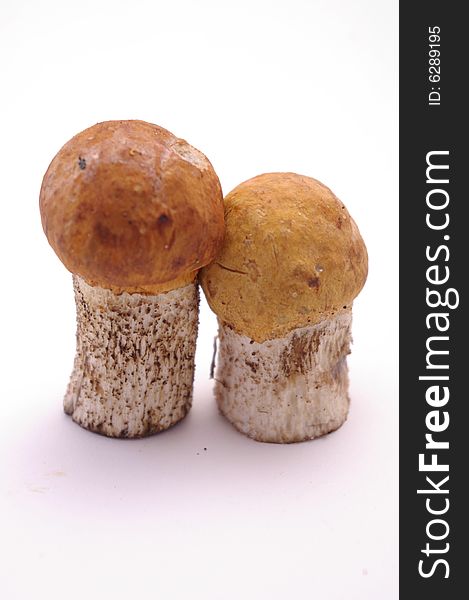 Close photo of two young boletus mushrooms isolated on white background.