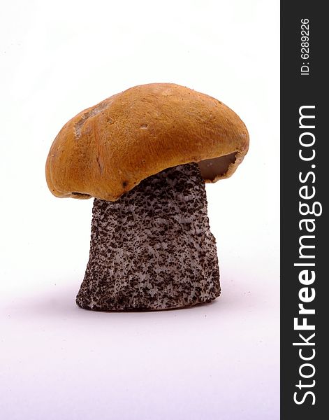 Close photo of fresh boletus mushroom isolated on white background.