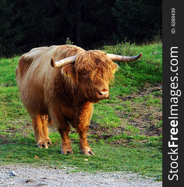 The Scottish cow with long horns and a brown wool. The Scottish cow with long horns and a brown wool.