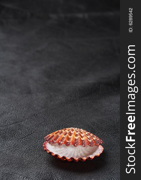Seashell sea shell scallop on old black leather background
