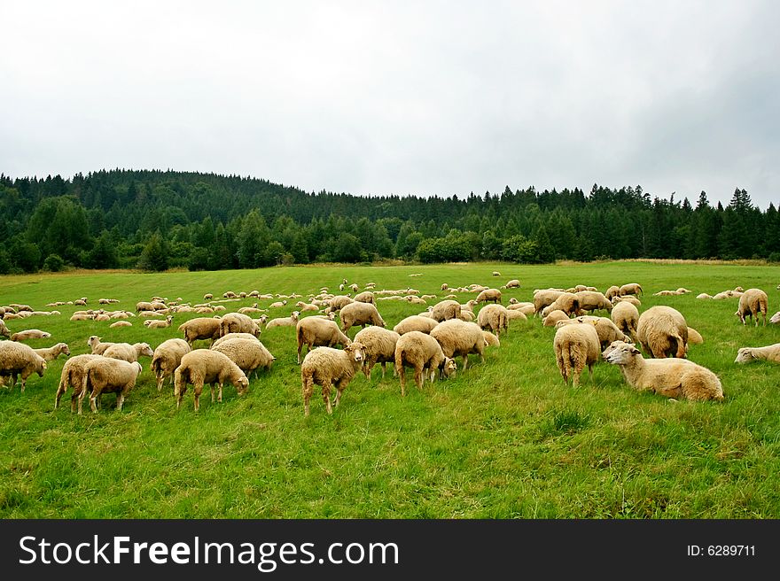 Sheep herd on beautiful green mountain pasture