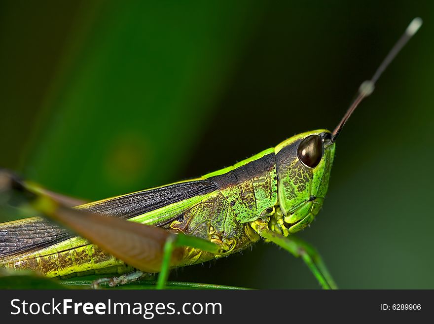 Close up shot of a grasshopper. Close up shot of a grasshopper