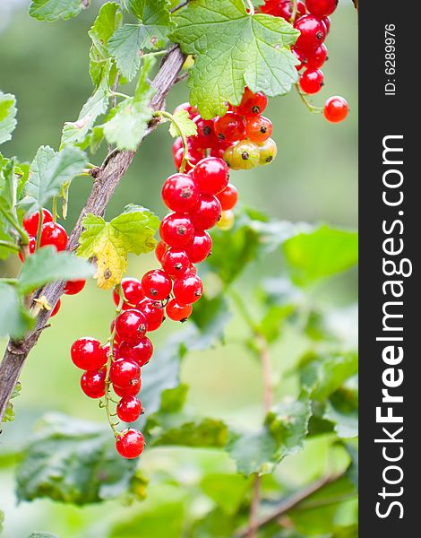 Close-up of the mature redcurrant