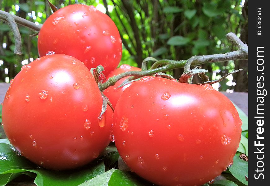 Freshness delicious bio cherry red tomato with water drops on green leafs. Freshness delicious bio cherry red tomato with water drops on green leafs