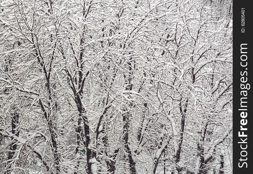 View of first snow in november whith white beautiful clean trees. View of first snow in november whith white beautiful clean trees