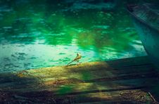 Small Bird Waddle Walking Royalty Free Stock Image Small Bird Waddle Walking Royalty Free Stock Image