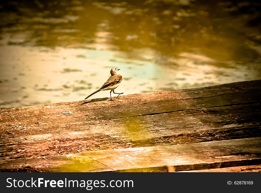 Small bird waddle walking on the edge of the bridge