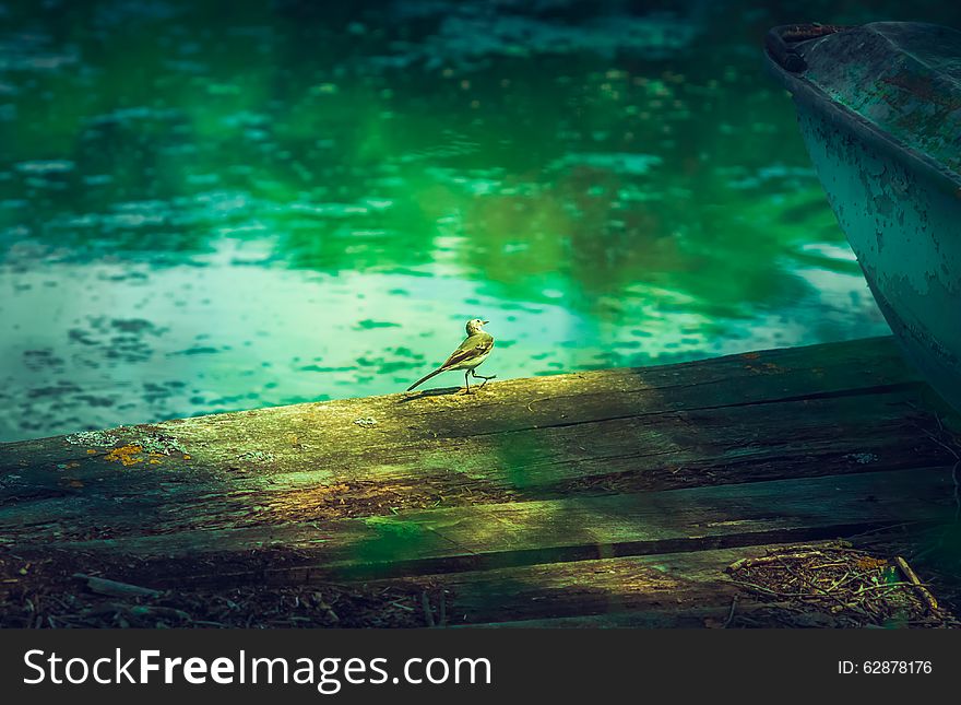 Small bird waddle walking on the edge of the bridge