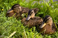 Three Feathery Ducklings Royalty Free Stock Photos