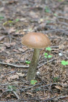 Closeup Of A Mushroom – Rough Boletus Royalty Free Stock Photography
