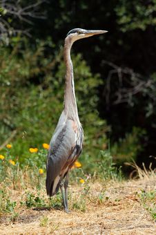 Great Blue Heron Standing Tall Stock Images