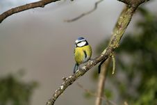 Blue Tit On Branch Stock Photography