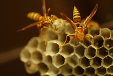 Wasps Stock Image