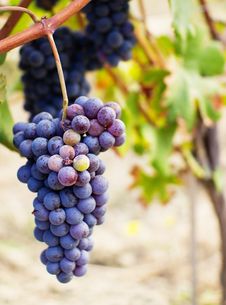 A Bunch Of Grapes Stock Images