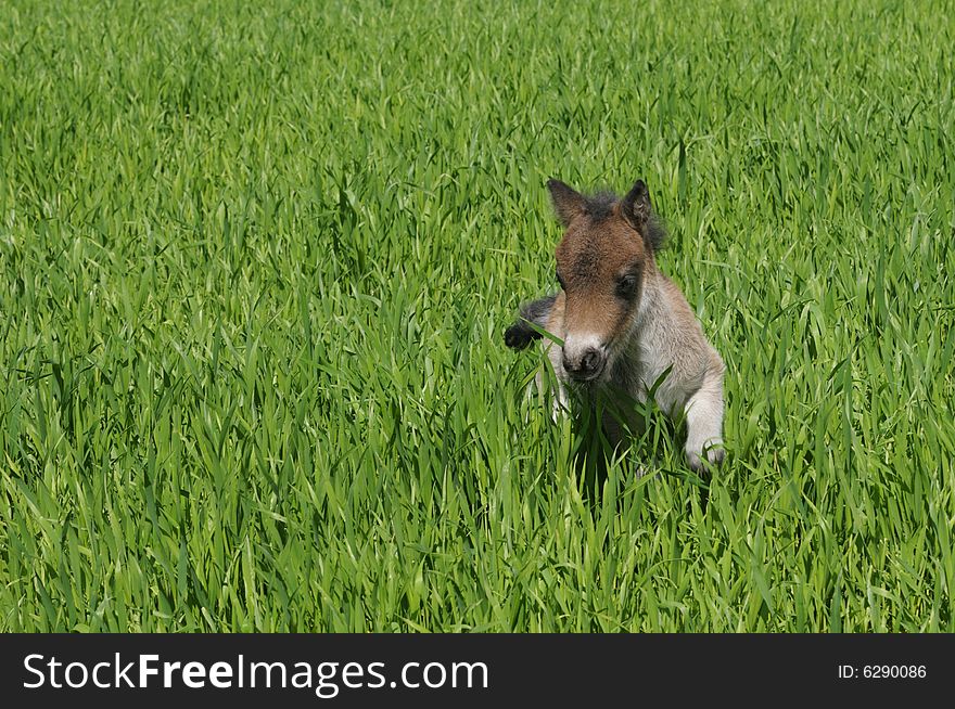 Foal pony run on green grass