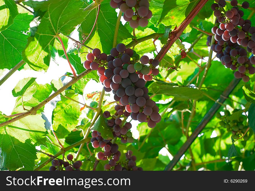 Grape Bunches