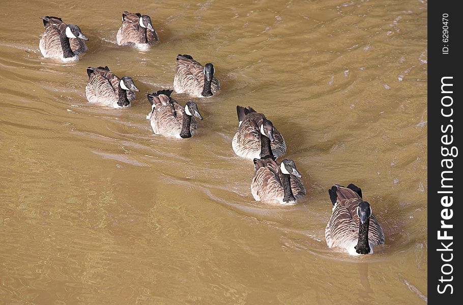 Canada Geese - Branta canadensis - swimming in a line. Canada Geese - Branta canadensis - swimming in a line.