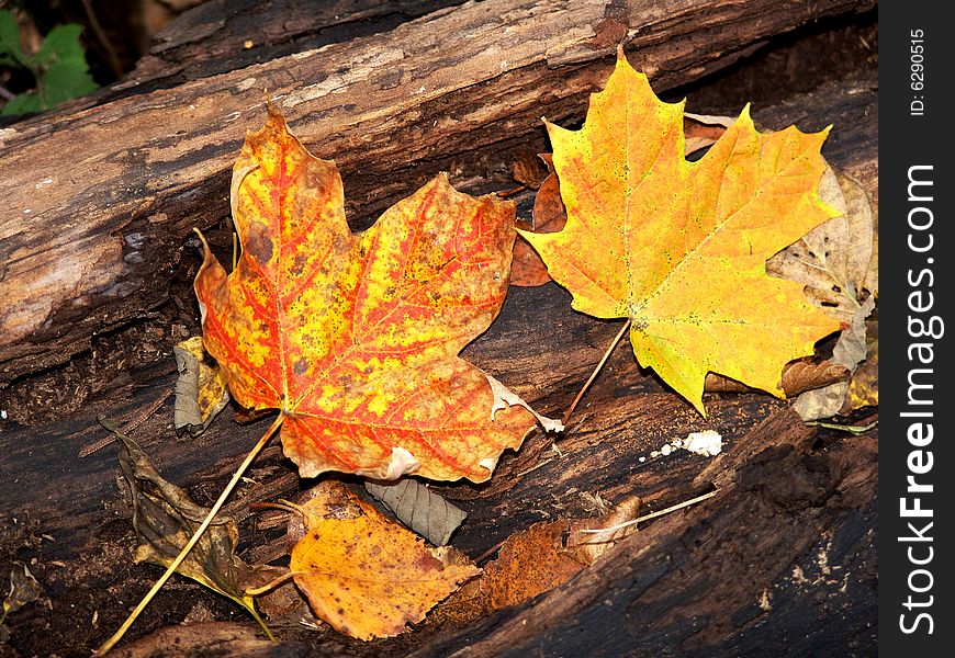 Autumn maple leaves. Fall in Canada.