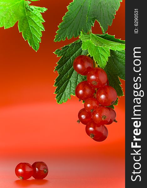 Red Currant