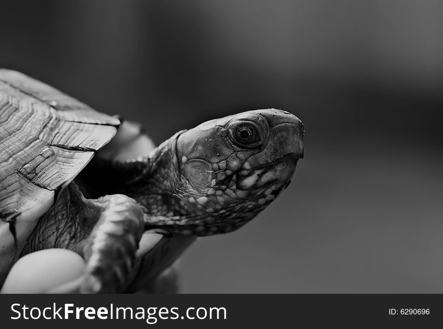 A black and white closeup of a turtle.