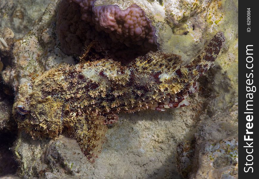 A red largescaled scorpionfish in red sea coral reef