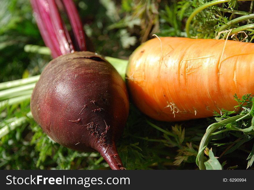 Beet and carrots lay on a grass. Beet and carrots lay on a grass