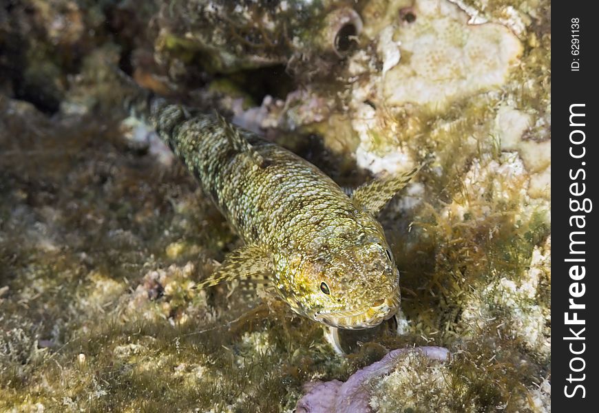 Common lizardfish in red sea coral reef