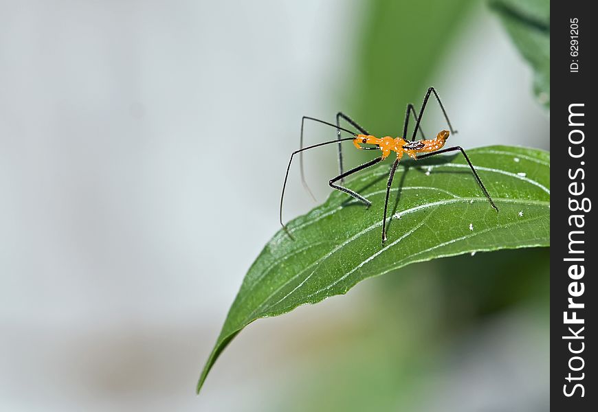 A closeup of a Leaffooted nymph on a leaf.